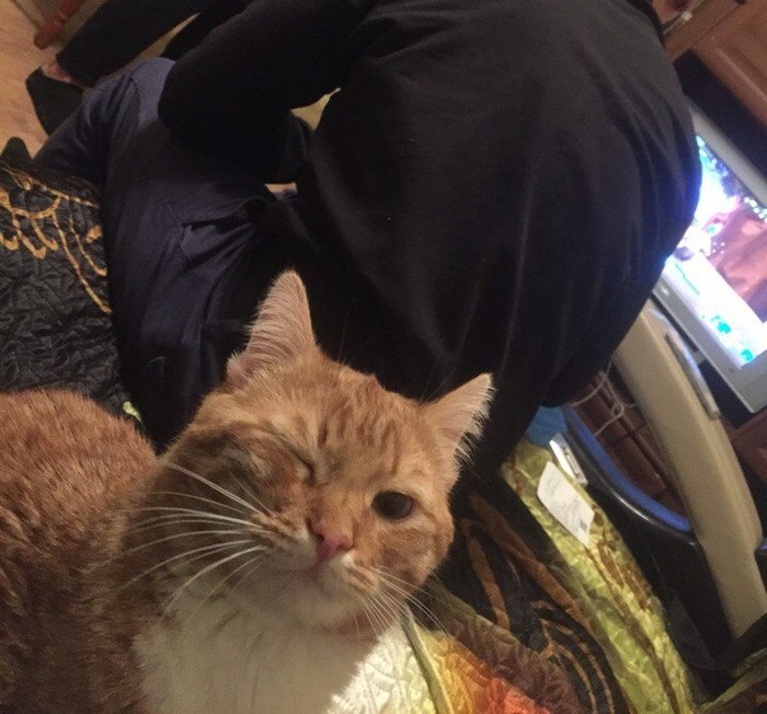 Hanging out with the boys - cat, Selfie, The photo, Photogenic