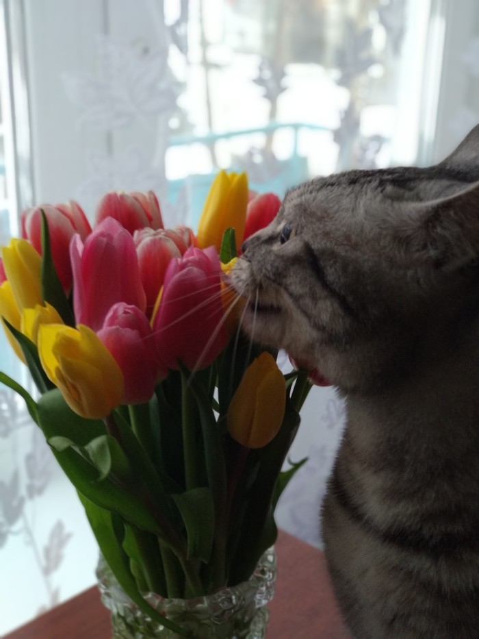 Spring Alice - cat, Longpost, Tulips, Spring, My