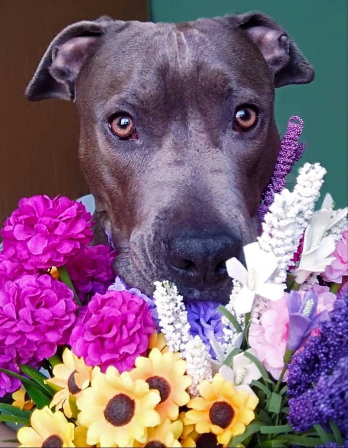 Happy Holidays! - My, Dog, Amstaff, Friend of human, Flowers