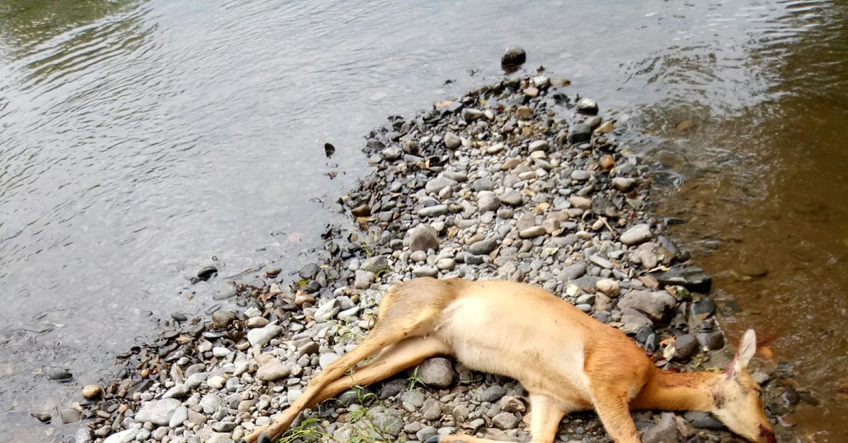 Дикие козы | Пикабу