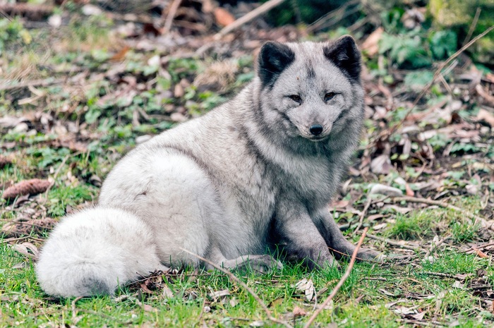 Silver handsome - Animals, Arctic fox, Fox, Fur, The photo