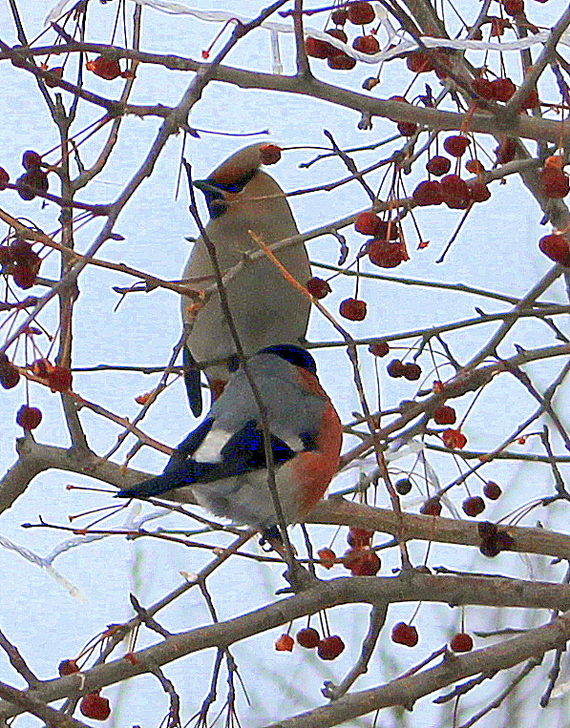 Real Siberians don't fly south. They are not badly fed here either. - My, Siberians, Svirestel, Bullfinches