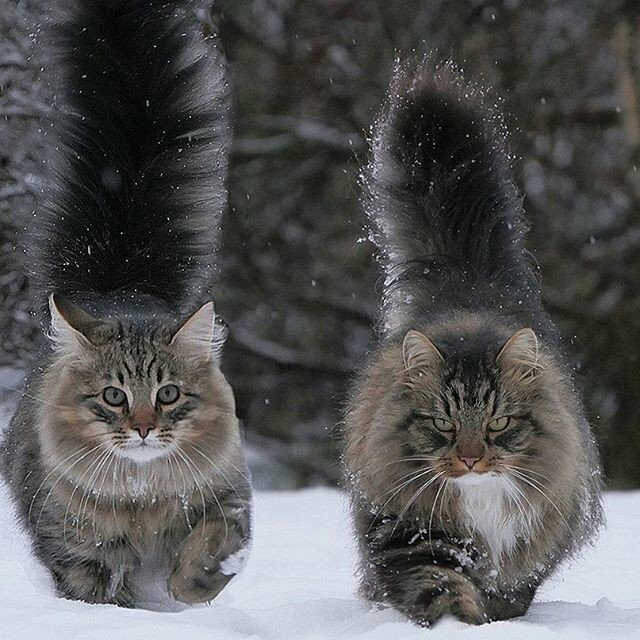 Эти пушистые демоны - Кот, Пушистые, Фотография, Не мое, Зима, Лес, Снег, Животные, Длиннопост