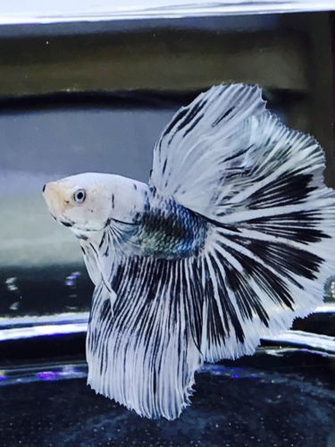 Ч/Б петушок