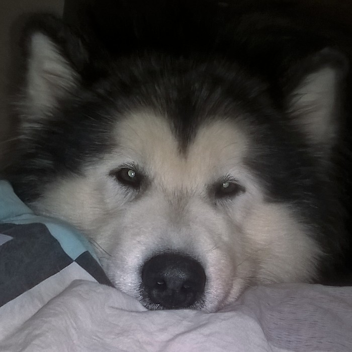 Morning with a dog does not start with coffee - Dog, The photo, My, Alaskan Malamute, Longpost, Snow, Winter