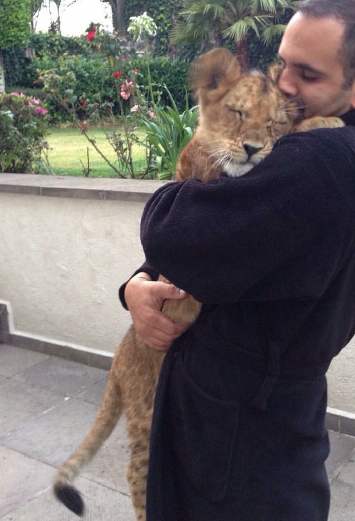 Hugs - Hugs, Milota, Longpost, a lion, Tiger, Cat family, The photo, 