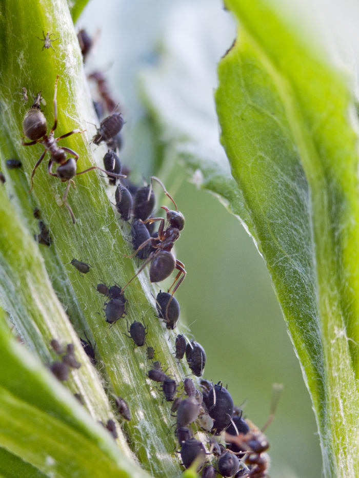 Ant farm and why a ladybug is called a ladybug) - My, Macro, ladybug, Walk, Industar, Ant farm, Longpost, Macro photography