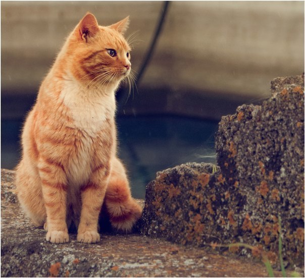 Redheads. Yard style. - The photo, cat, Redheads, , Longpost