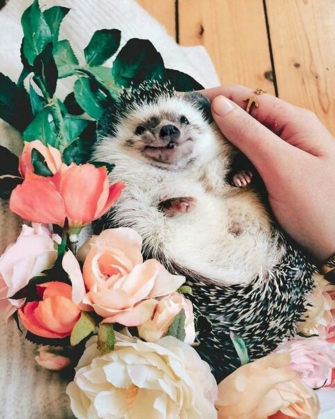 cute hedgehogs - Hedgehog, Milota, Longpost