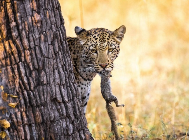 Hunting. - Predator, Mining, Leopard, Squirrel, Hunting, The photo, Wild animals