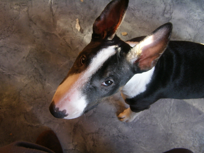 20 days - My, Dog, Bull terrier, Death