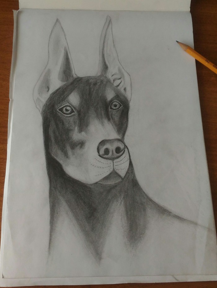 Doberman. Type - My, Doberman, Pencil drawing, My first job