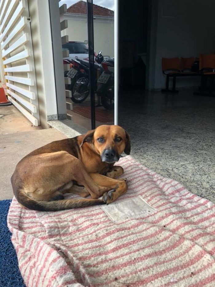 What is devotion? - Dog, Devotion, Brazil, Homeless, Sadness, Longpost, Not mine