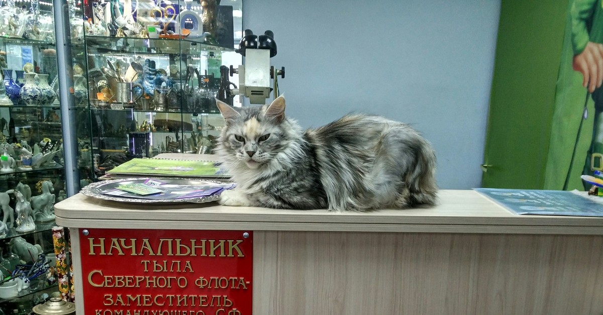 Начальник прикольный