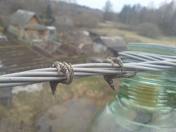 strong grip - Birds, Village, Electricity