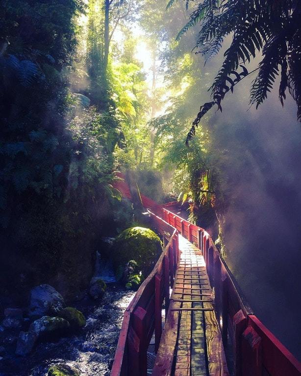 Bridge to adventure - Bridge, Forest, Jungle, The photo