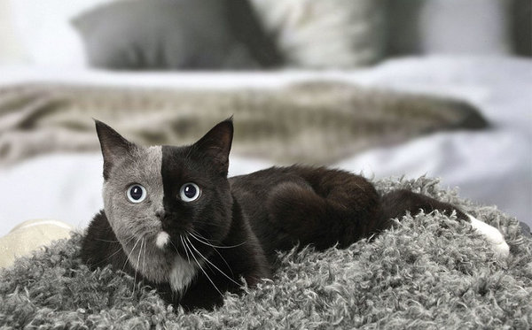 The kitten that was born with two faces - Animals, cat, The photo, Longpost, Video