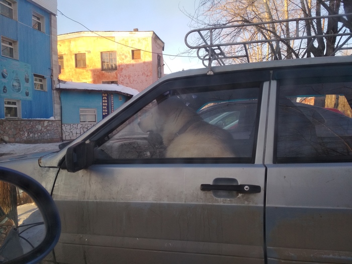 Hachiko 2018 - Behind the wheel, Hachiko, Friend, Expectation, Loyalty