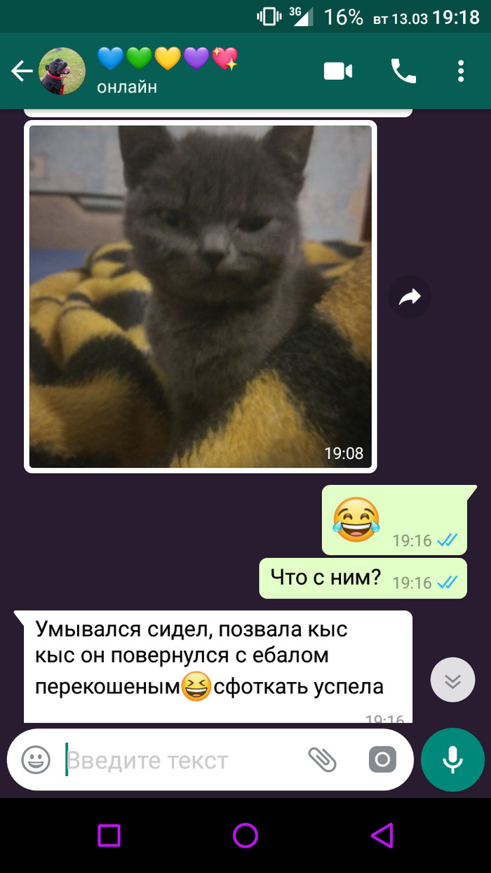 Недовольство. - Недовольство, Кот, Скриншот, Whatsapp