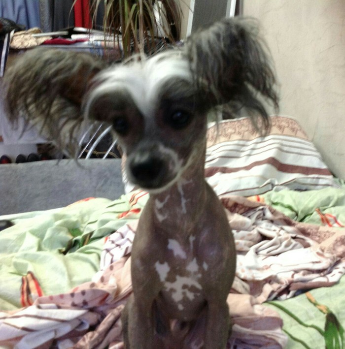 My crested - My, Dog, Chinese Crested, Khs, , Longpost