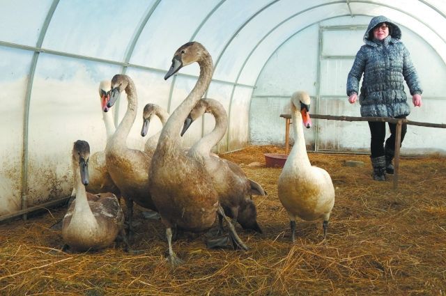 In the Pskov region, a family of swans, which did not reach the warm regions, was sheltered in the yard by the owner of the cafe - Pskov region, Swans, Birds, The rescue, Longpost, Positive