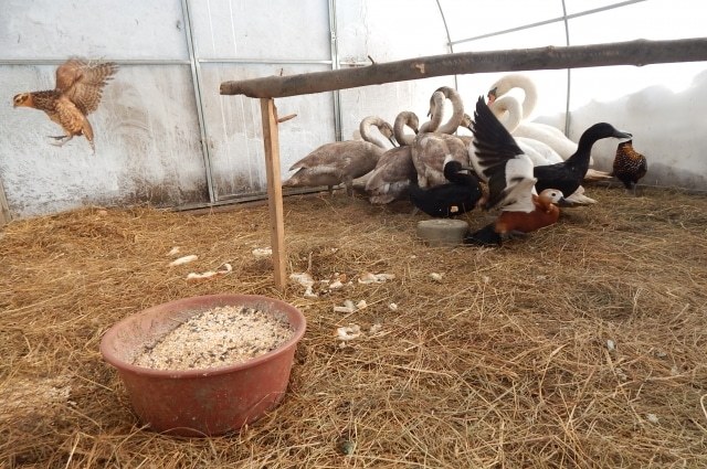 In the Pskov region, a family of swans, which did not reach the warm regions, was sheltered in the yard by the owner of the cafe - Pskov region, Swans, Birds, The rescue, Longpost, Positive