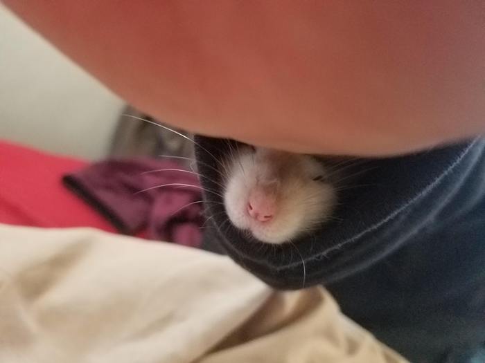 This fur ball fell asleep in my sleeve - Animals, Pets, Milota, Dream, Fell asleep, Reddit, Falling asleep