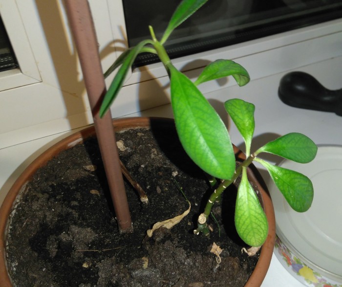 What kind of plant? - My, Tree, Flowers, Longpost, , Flora, Flora, Houseplants, What's this?, tell