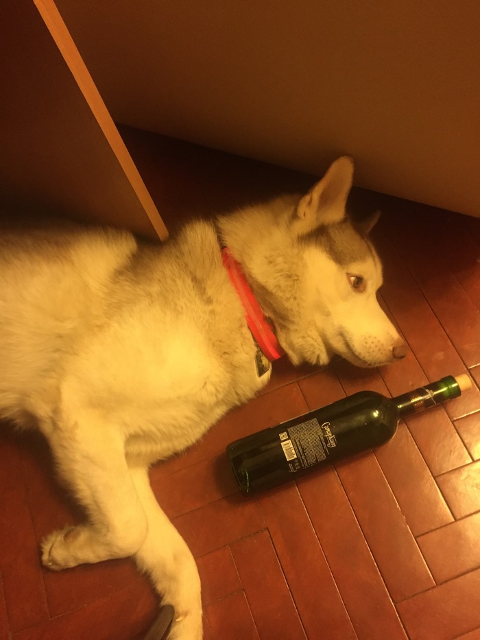 When there is wine, but there is no strength anymore - My, Husky, Wine, Пьянство, The photo, Dog, Bottle