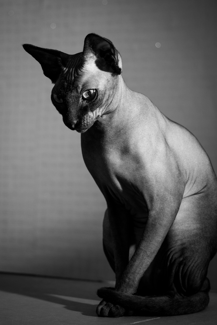 Omen of the Night - My, Sphinx, cat, Catomafia, Animals, Pet, Black and white photo, Pets