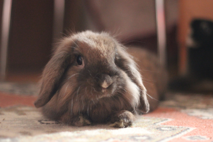 Resting rabbit - My, Rabbit, The photo, Milota, Relaxation, Pets