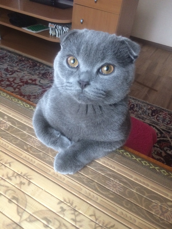 Молчаливый собеседник - Моё, Кот, Длиннопост, Scottish fold, Шотландская вислоухая