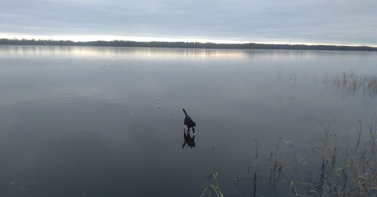 Рыбачил апостол. По воде аки посуху. По воде аки посуху прикольные картинки. Рыбачил Апостол Котей. Без воды аки посуху прикол.