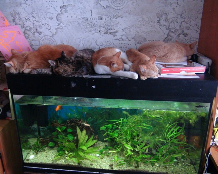 The aquarium is not only for fish, but also ... - My, Aquarium, cat, Catomafia, Milota, Gang