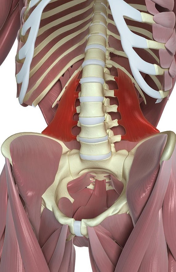 Квадратная поясничная мышца или коротко о болях в пояснице