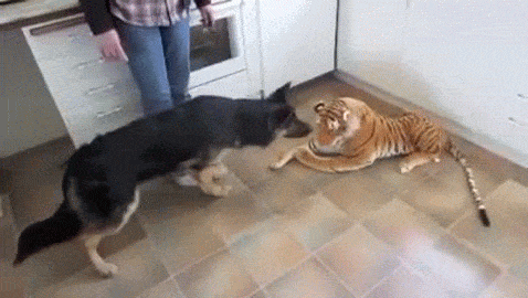 Just like a real one! - GIF, Dog, Tiger, Plush Toys