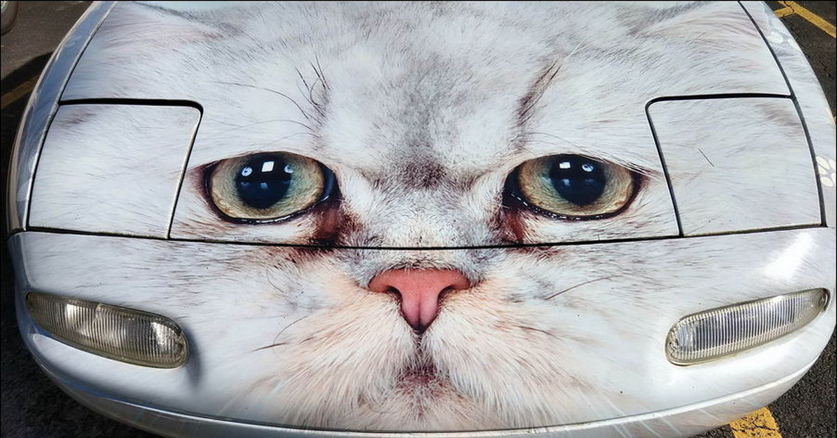 кошачья машина. кото машина. кошка под колесом. наглый кот на машине. смешные машинки.