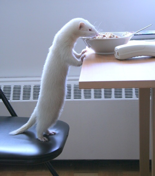 Ferrets - Funny Ferrets, Ferret, Animals, Longpost