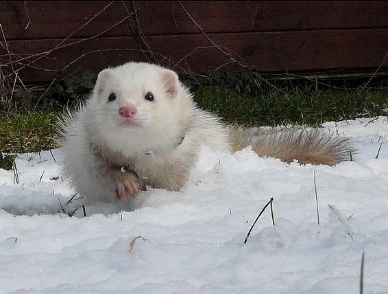 Ferrets - Funny Ferrets, Ferret, Animals, Longpost