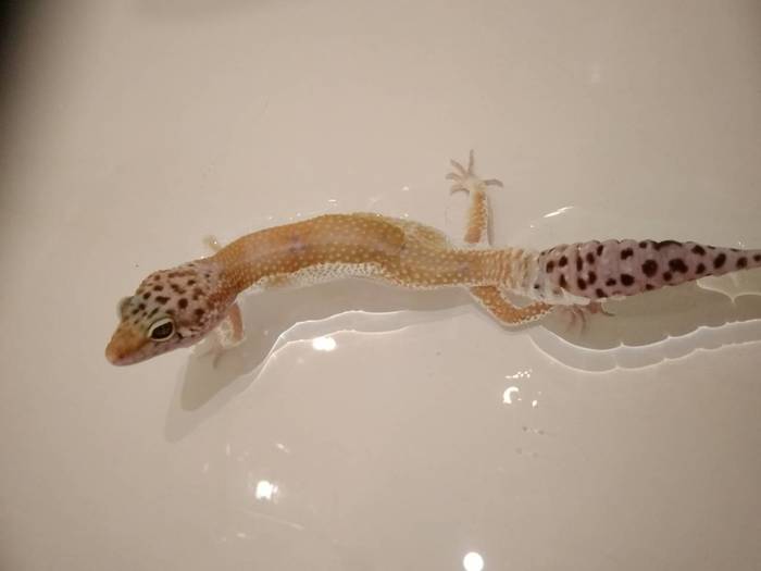 Swimmer - My, Eublefar, Gecko, Reptiles, Swimming, Pets, Pet, Longpost