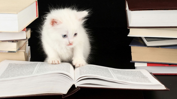 Learning is light. - cat, Pets, Pet, Books, Learning is light