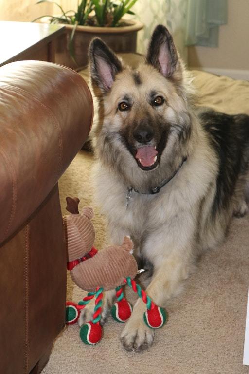 His new favorite toy! - Dog, Animals, Pets, Soft toy, Reddit