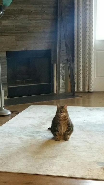 Every time I come into the living room I see him looking at me like this - cat, Catomafia, Animals, Pets, Living room, Reddit