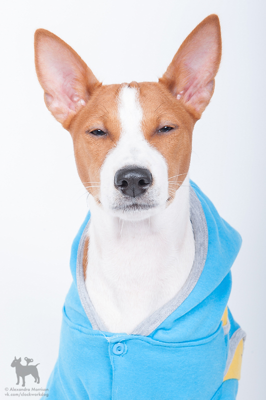 Basenji - African barking dog - Dog, Africa, Animals, Puppies, Longpost, The photo