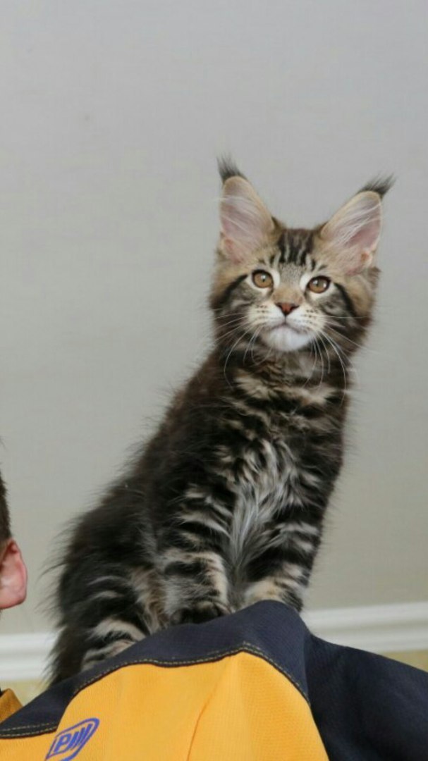 Help me choose a name for a kitten - My, Maine Coon, cat, Pet, Names, Nickname, Longpost, Pets