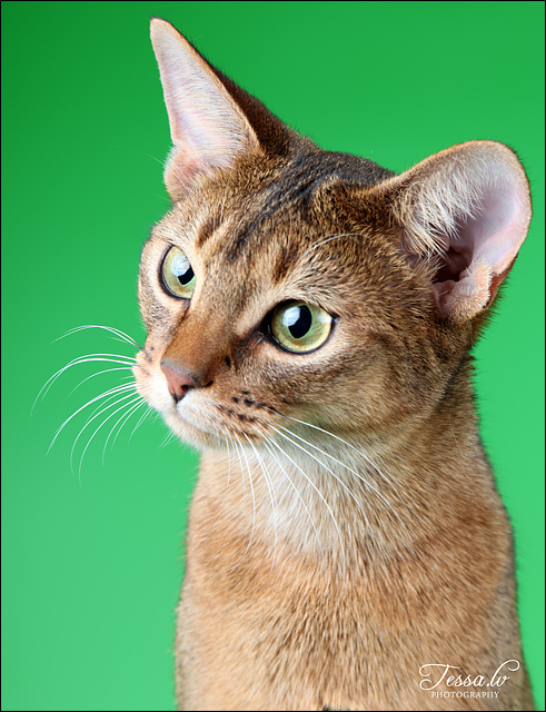 Tessa's cats - cat, Balinesis, Abyssinian cat, American Curl, The photo, Tessa, Longpost