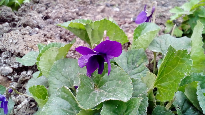 And in the Crimea, violets and periwinkles and old mailboxes bloomed. - My, Crimea, Flowers, Longpost