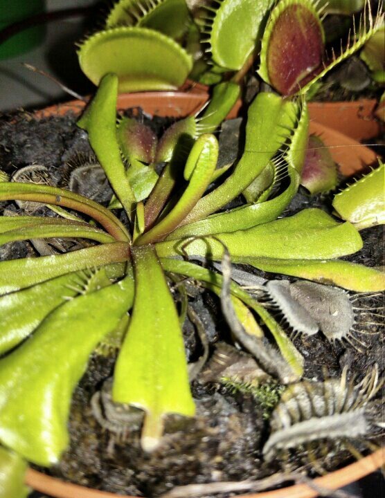 How to care for a flycatcher? - My, Longpost, Carnivorous plants, Care, Venus flytrap, Interesting, Houseplants, Exotic, Experience