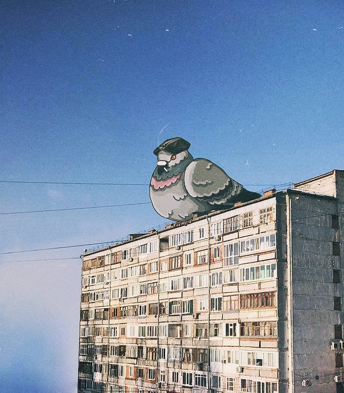 Looking - My, Art, The photo, Pigeon, , Tyumen, Panel house