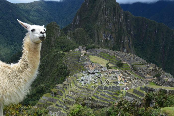 Just a llama and Machu Picchu - Llama, Machu Picchu